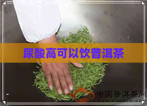 尿酸高可以饮普洱茶